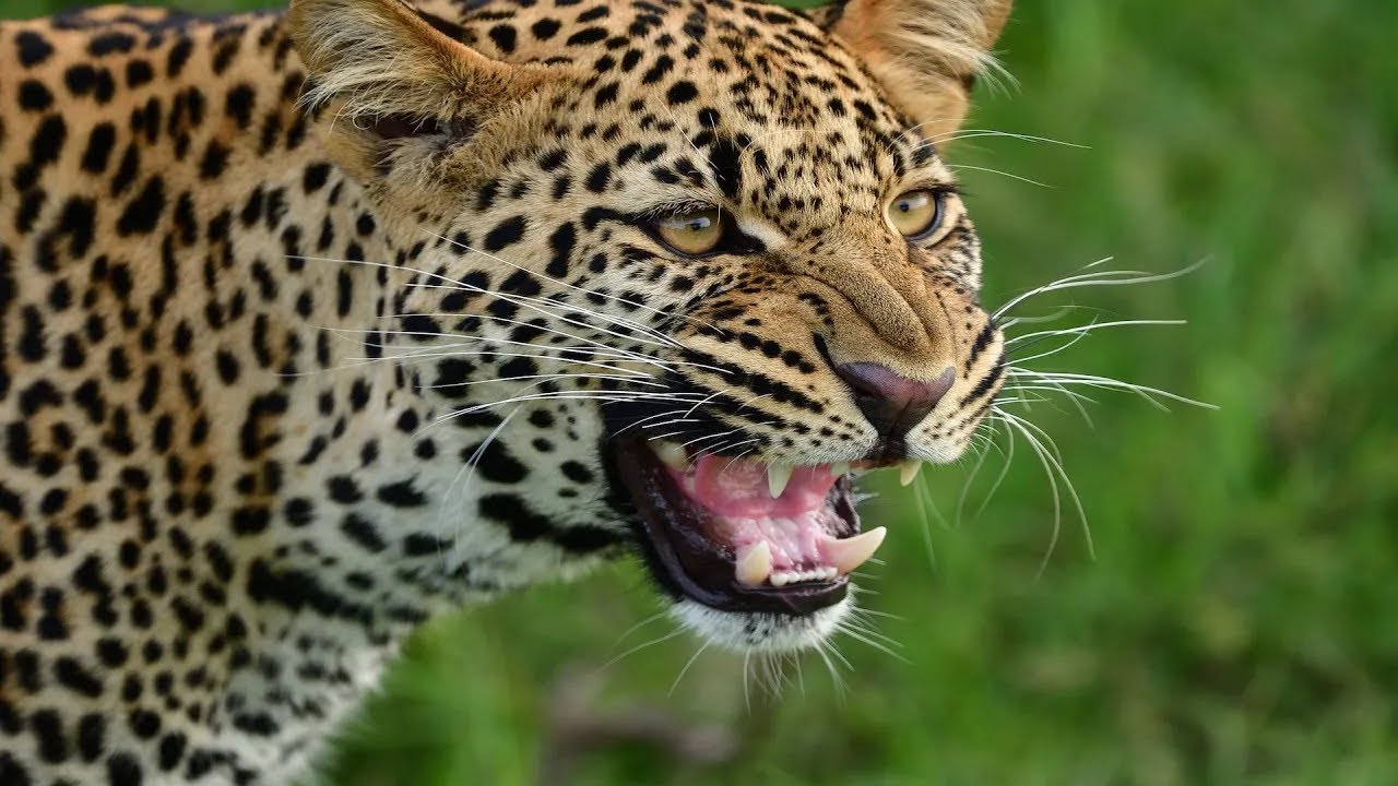 Leopard - Die Gef&auml;hrliche Raubkatze / Dokumentation