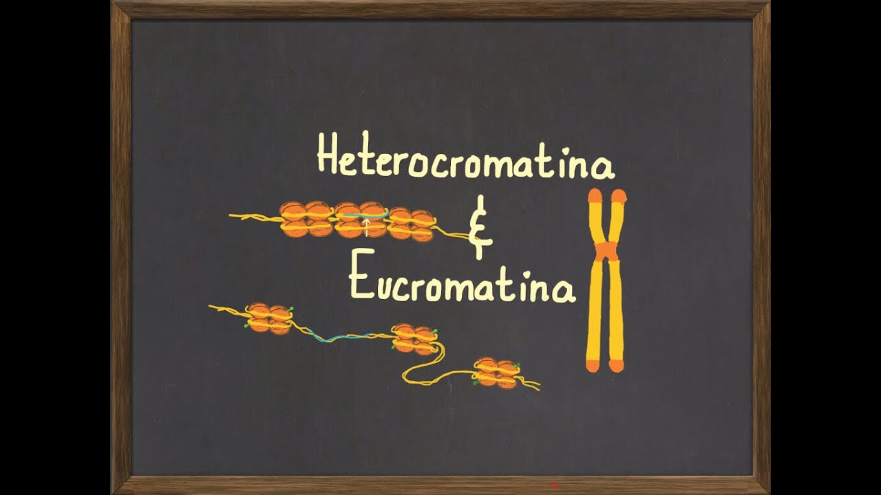 Diferencias entre Heterocromatina y Eucromatina