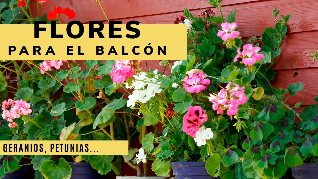 5 FLORES de VERANO para el BALCÓN 🌻🌼🌷🌺 Geranios, petunias, surfinias, bidens y cinta -  Jardinatis