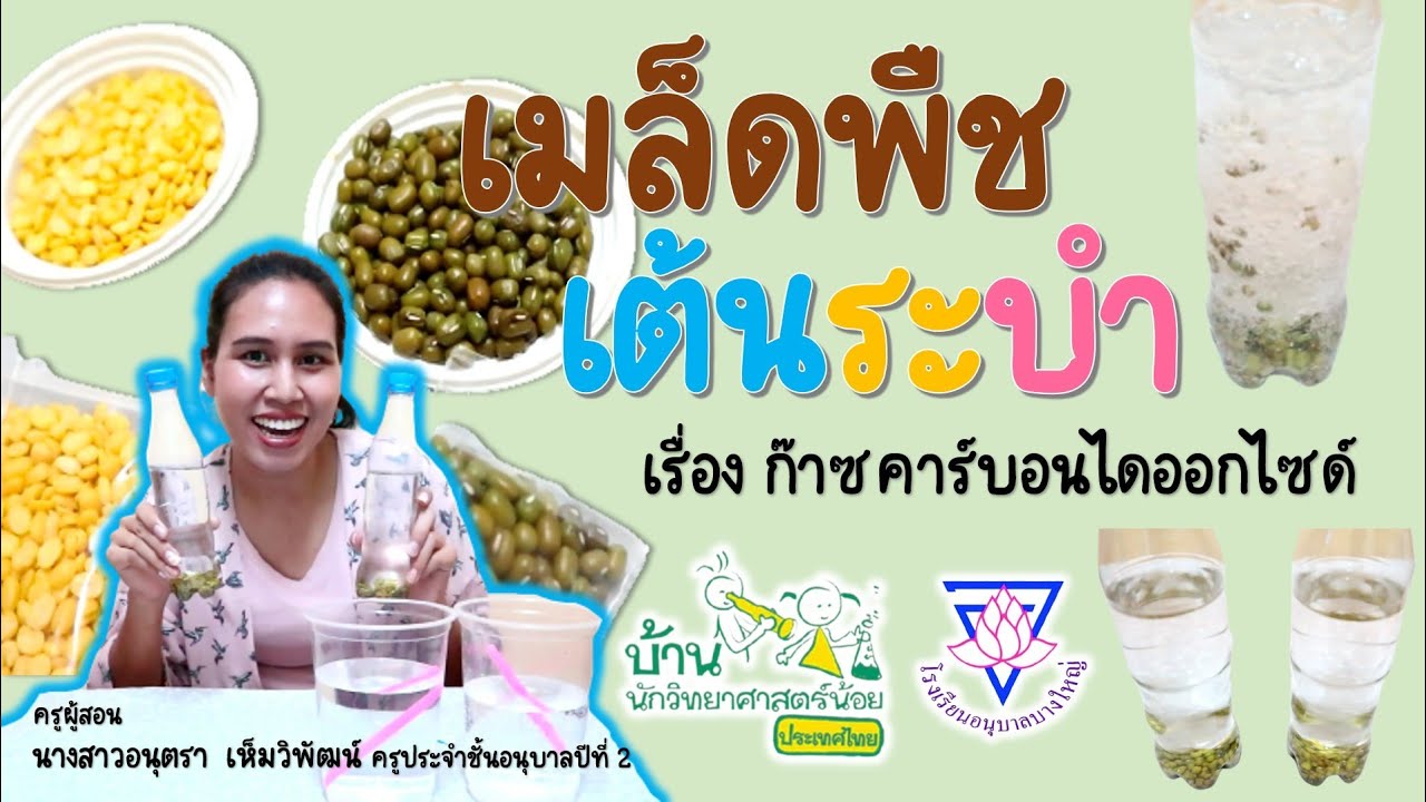 เมล็ดพืชเต้นระบำ | กิจกรรมการทดลองบ้านนักวิทยาศาสตร์ปฐมวัย #byครูวาเลนไทน์