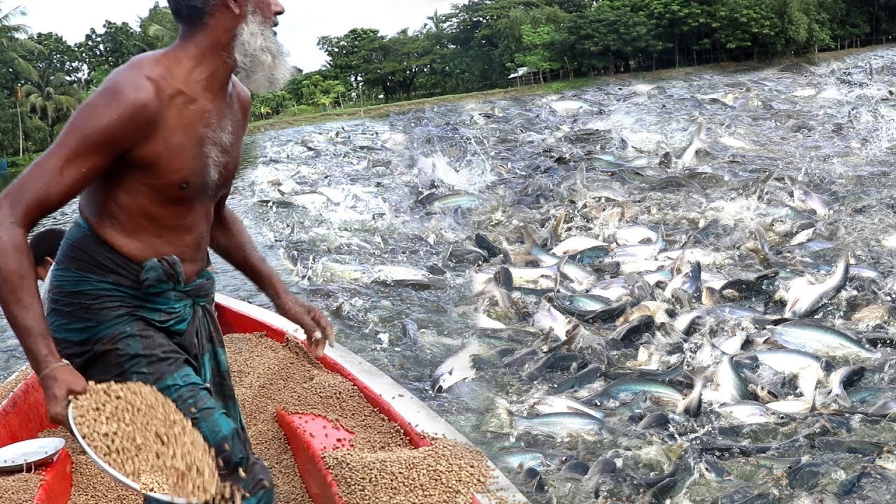 Pangasius Fish Feeding In Pound | Fish Farming Business In Bangladesh Near India | Wild Fish Hunting