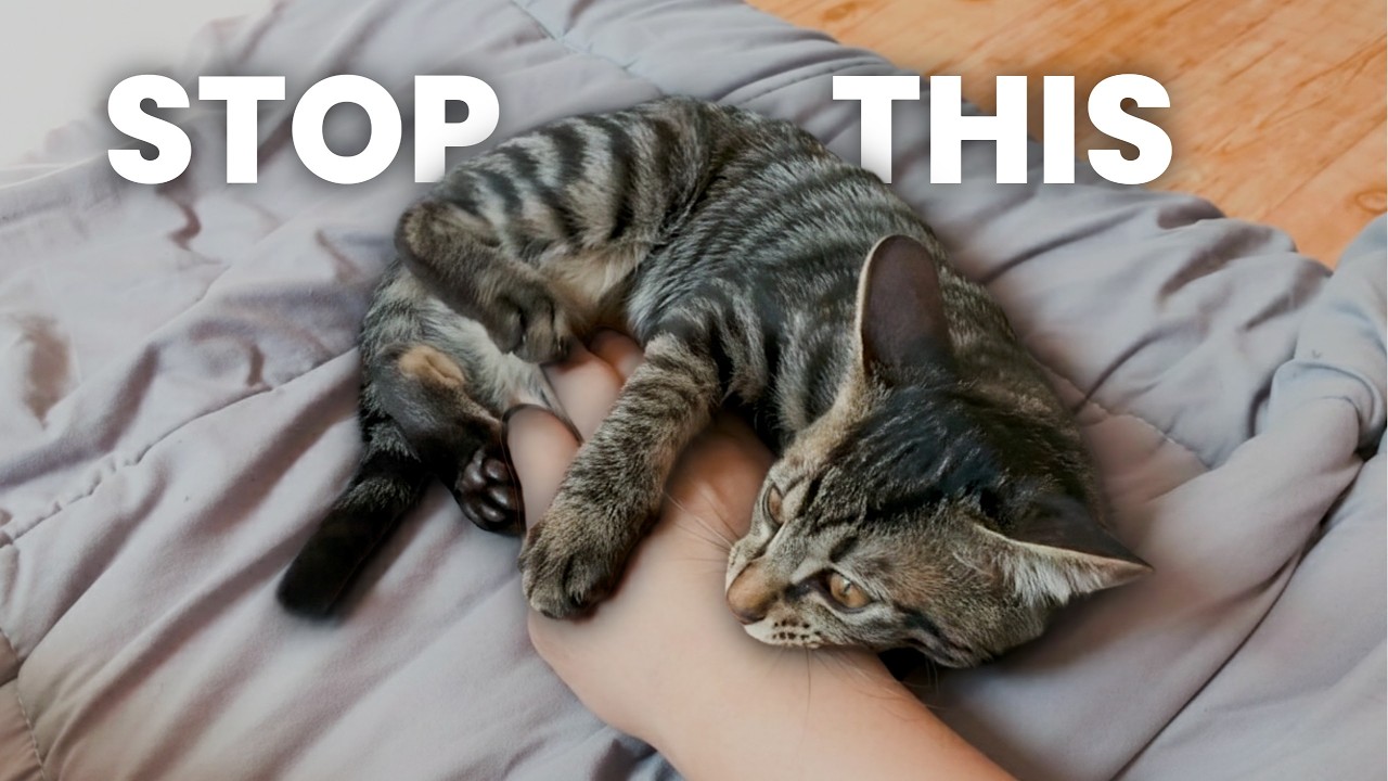 Stop Cat Biting Fast: The 3-Step Method I Use for All My Cats