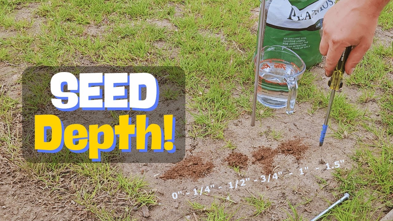 Grass Seed Planting Depth Comparison - Buffalograss