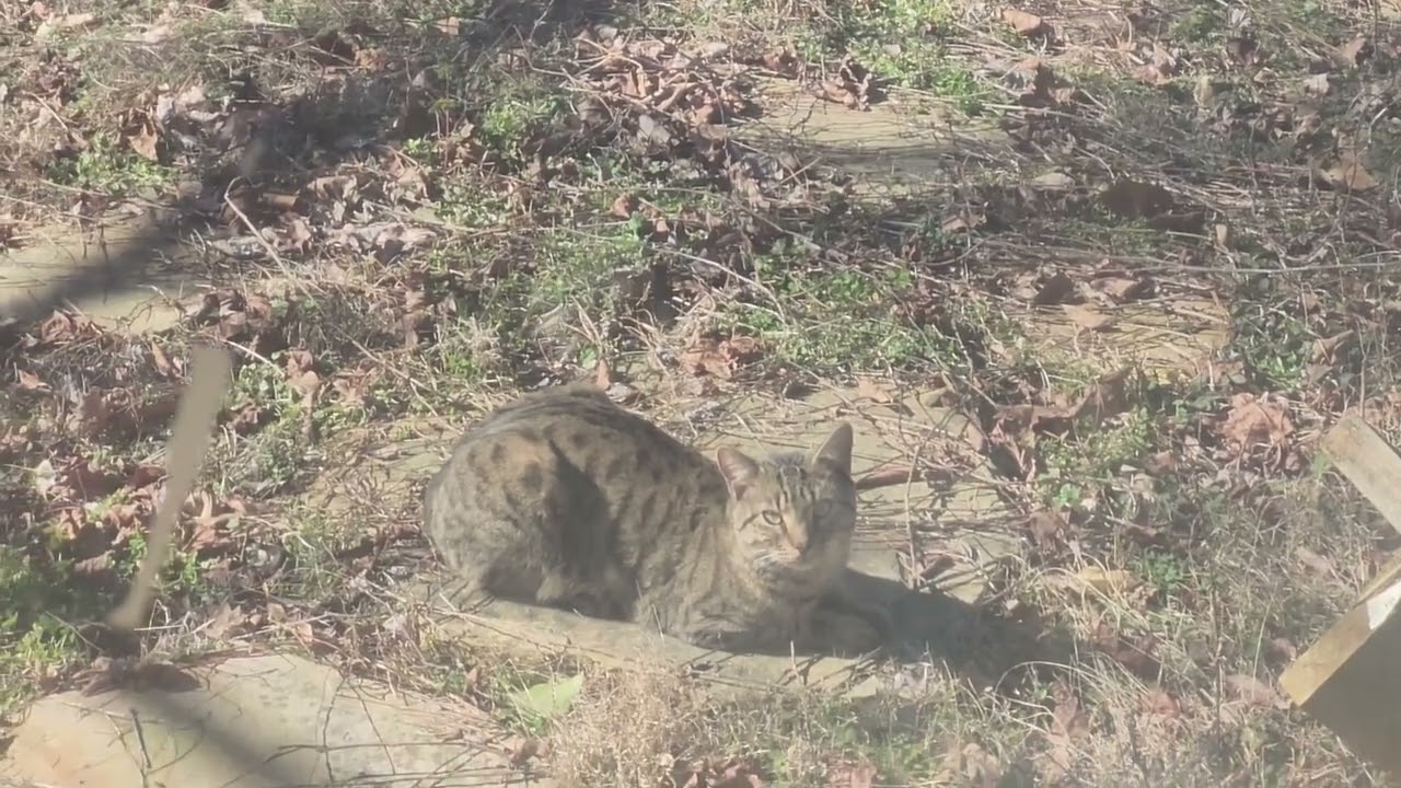Pretty Kitty Cat that talks to Buckster through the windows. 