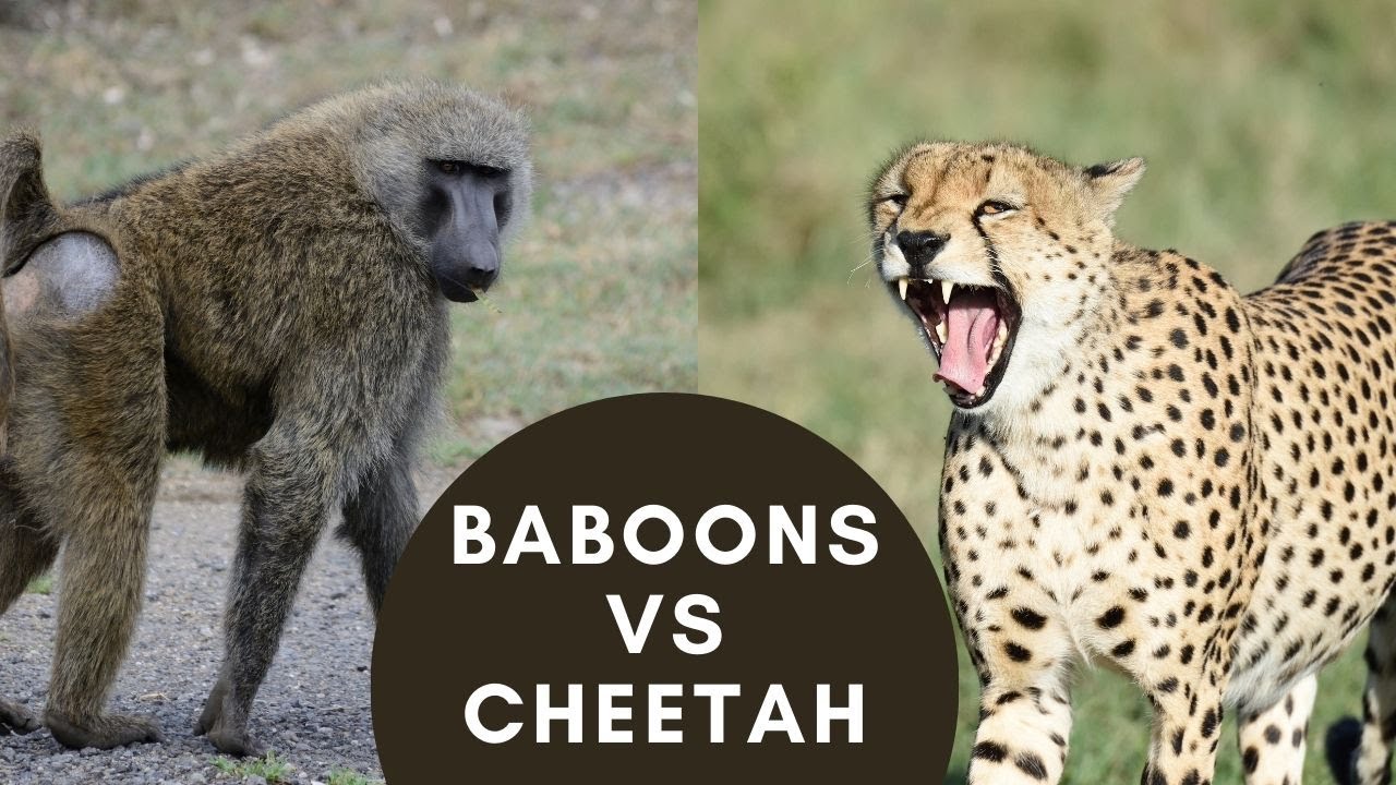 OLIVE BABOONS FIGHT OFF A CHEETAH IN MASAI MARA KENYA