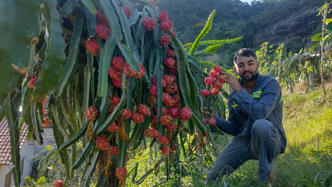 Variedade de pitaya branca imperial. Mais de 130 pitayas em um só pé! Recorde do pitayal...