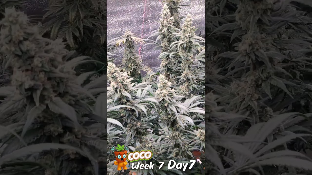 COCO VS DWC Week 7Day 7 #cannabisdispensary #canabis_sativa #hydroponiccannabis #cannabisdiy