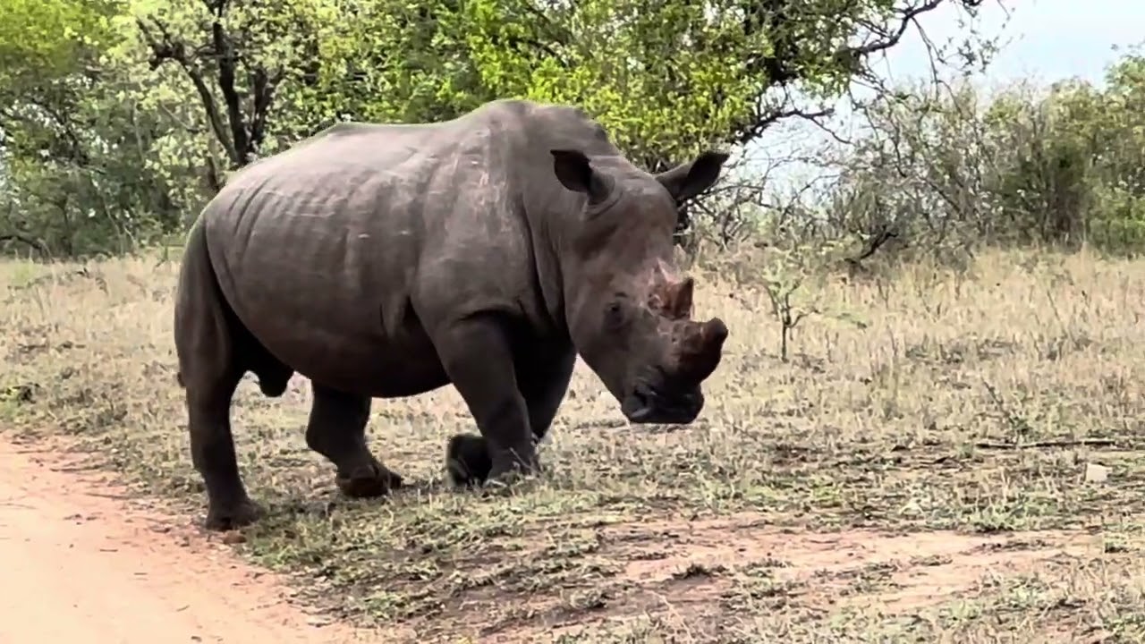 Kapama River Lodge Safaris