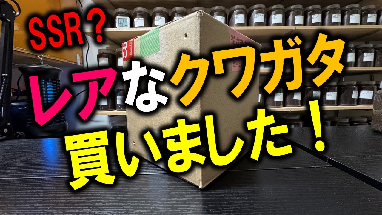 SSR？レアなクワガタを買ってみたらかっこよすぎ！