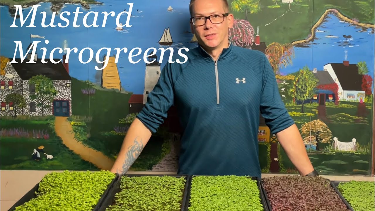 Mustard Microgreens Trial