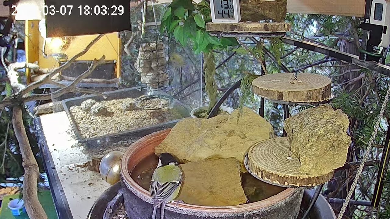 Später Nachmittag am Vogel-Spa (07.03.2026)