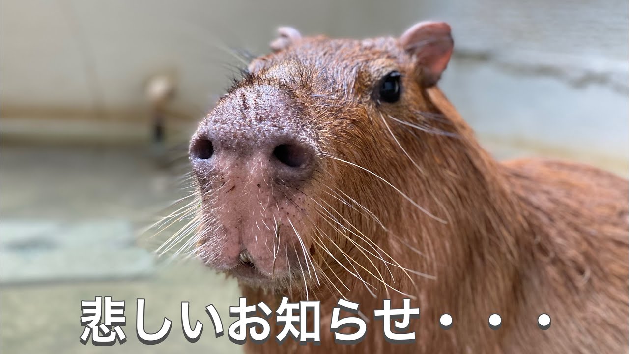 とても悲しいお知らせです・・・。