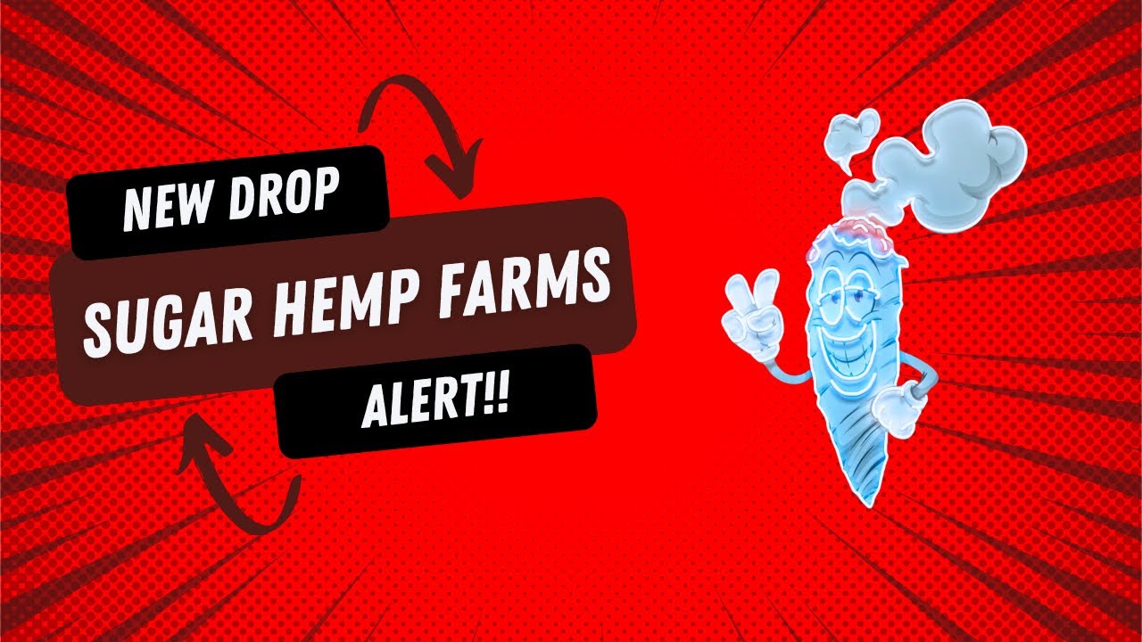 Sugar Hemp Farms THCA Review: Face Off OG x NF1 This is a HEAVY HITTER!!! (💀🤧🥴)