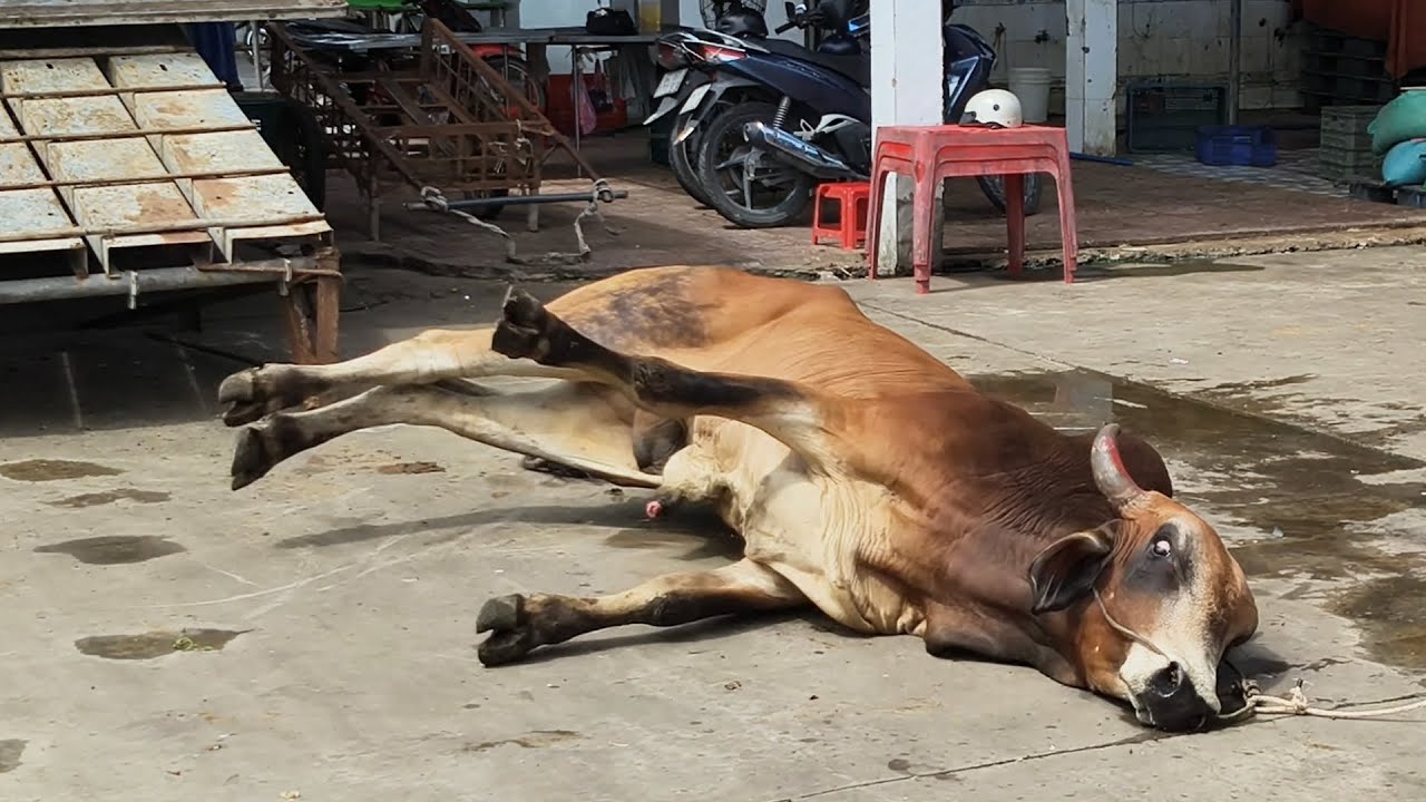Bò khủng xuống xe trọt chân té nổi điên bỏ chạy luôn 