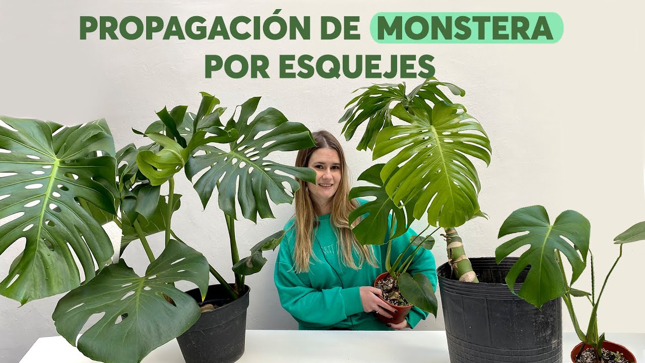 Propagamos una monstera a partir de gajos de una poda SÚPER FÁCIL!
