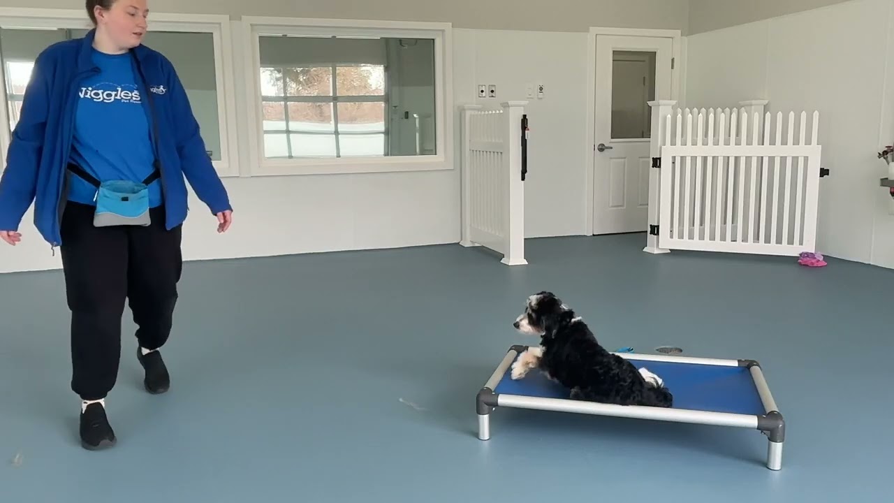 Roxie- Working on come, sit, wait, down, off, place, and look