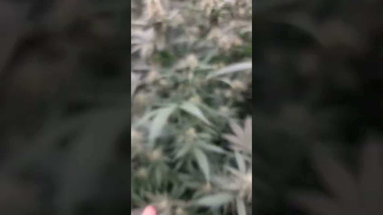 exodus cheese