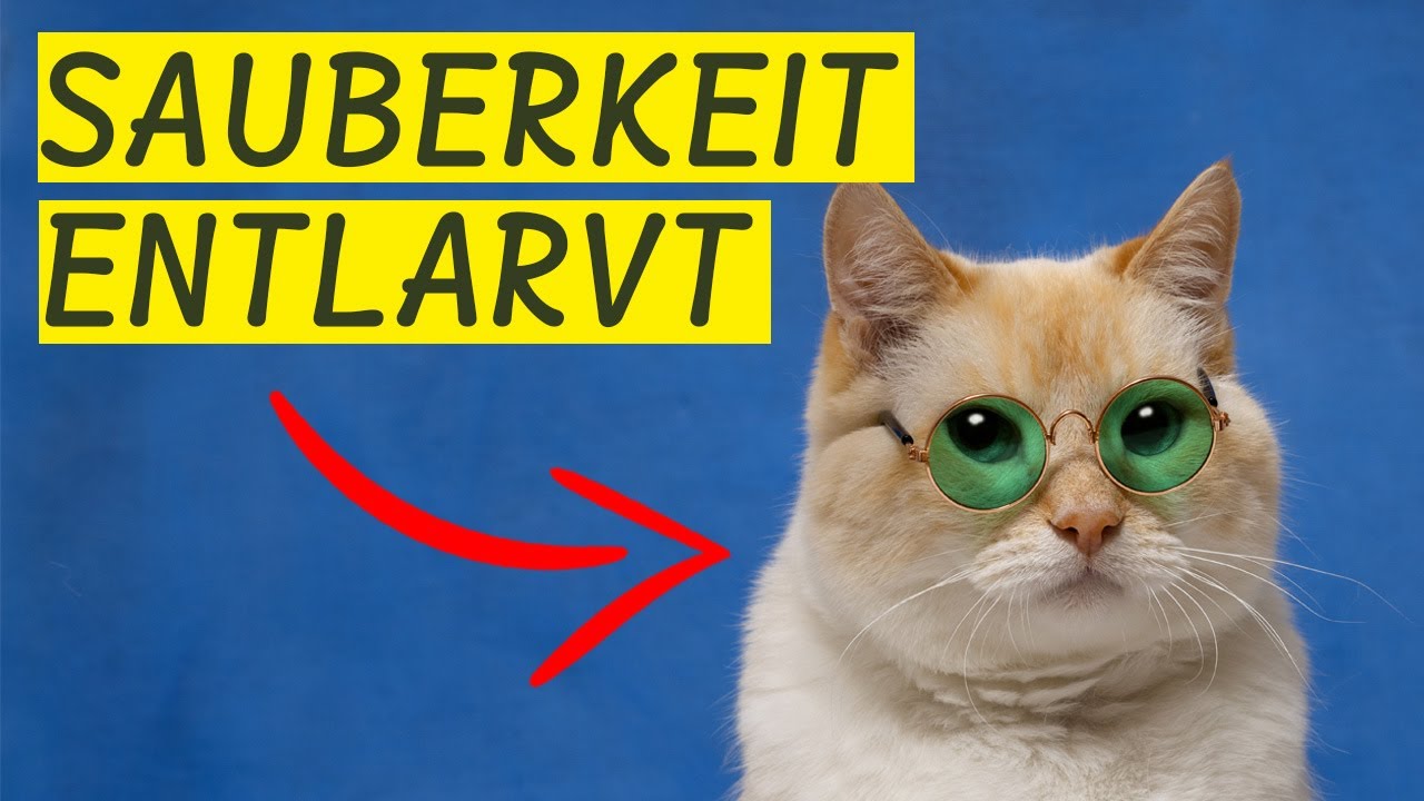 Katzen lecken 8 Stunden täglich – Tierärzte verschweigen DAS