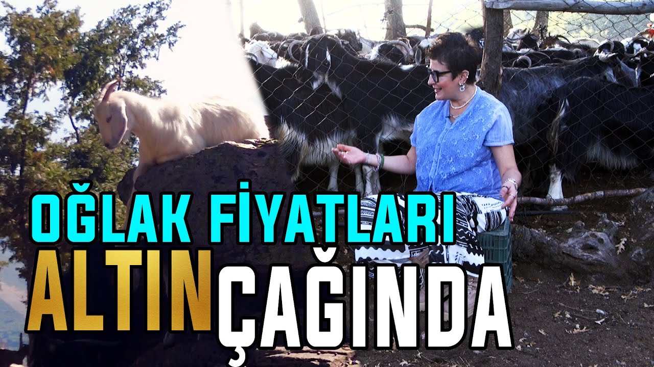 Fadime Hanım'la Kıl Keçisi Yetiştiriciliği / 