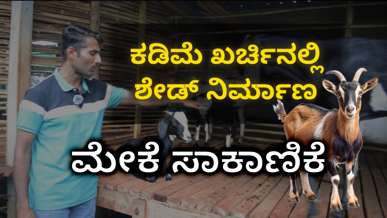 Goat Farming Shed Design In Low Cost | ಮೇಕೆ ಸಾಕಾಣಿಕೆ !