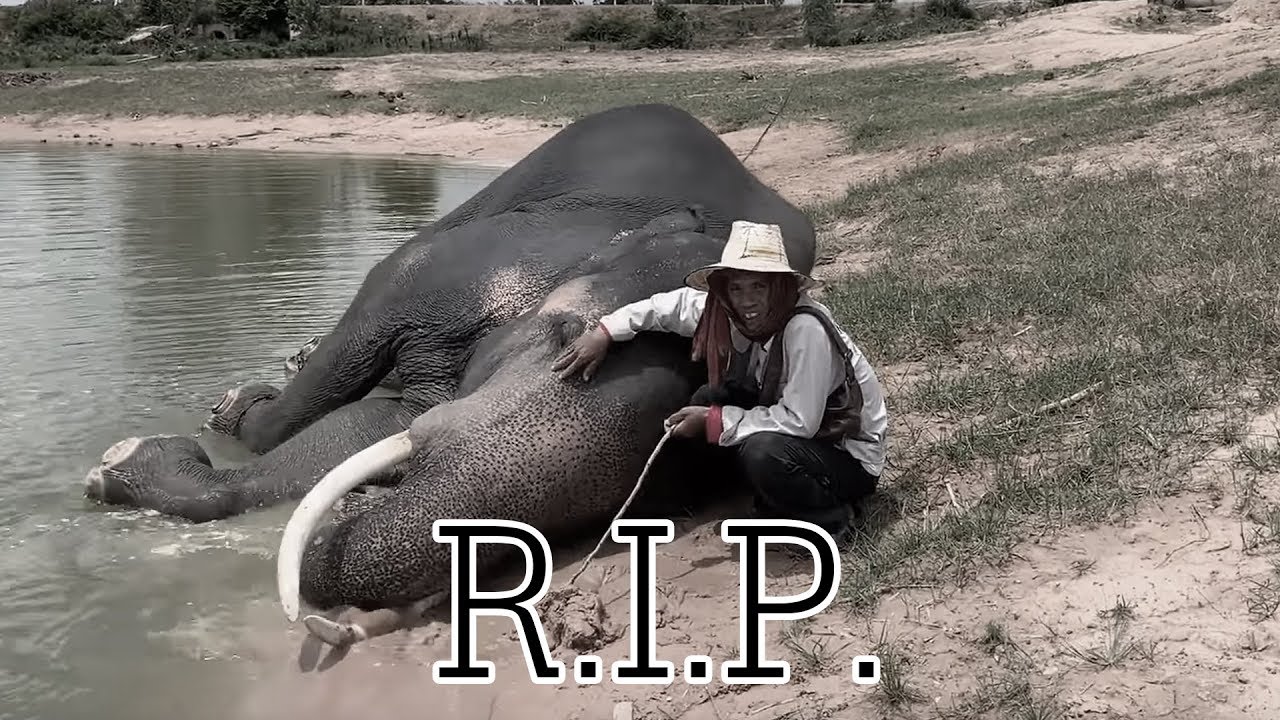 น้าเชษเล่า! โดนหนุ่มสุรินทร์ทำร้าย!! เข้าโรงพยาบาล  #RIP #น้าเชษ