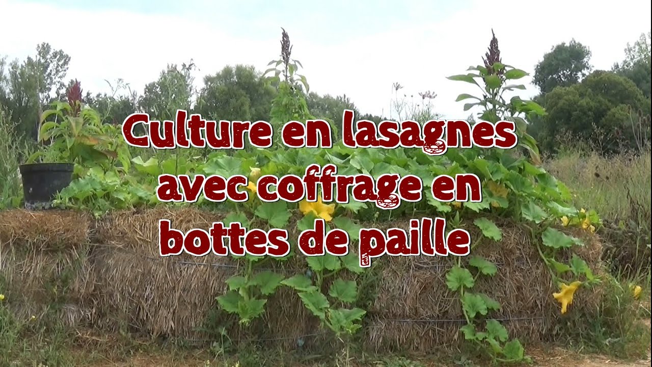 Super culture en lasagnes