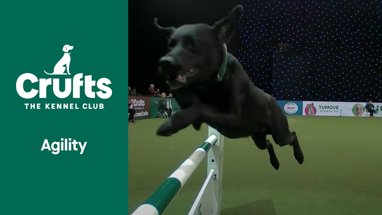 International Invitation (Agility) | ​Crufts 2022