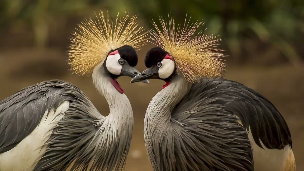 Crane Sounds Crane Song