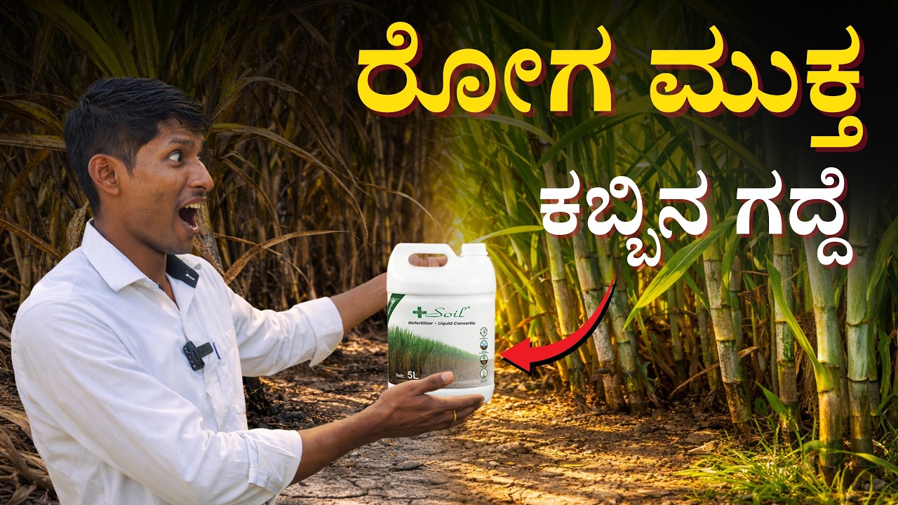 ರೋಗದಿಂದ ಬಳಲಿದ ಕಬ್ಬಿನ ಗದ್ದೆ ಈಗ ಸಂಪೂರ್ಣ ಆರೋಗ್ಯ!  | Sugarcane Sustainable Farming