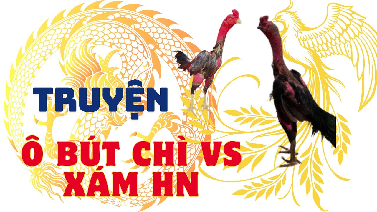 Trận Đấu Lịch Sử: Ô Bút Chì vs Gà Xám – Chiến Kê Huyền Thoại Việt Nam