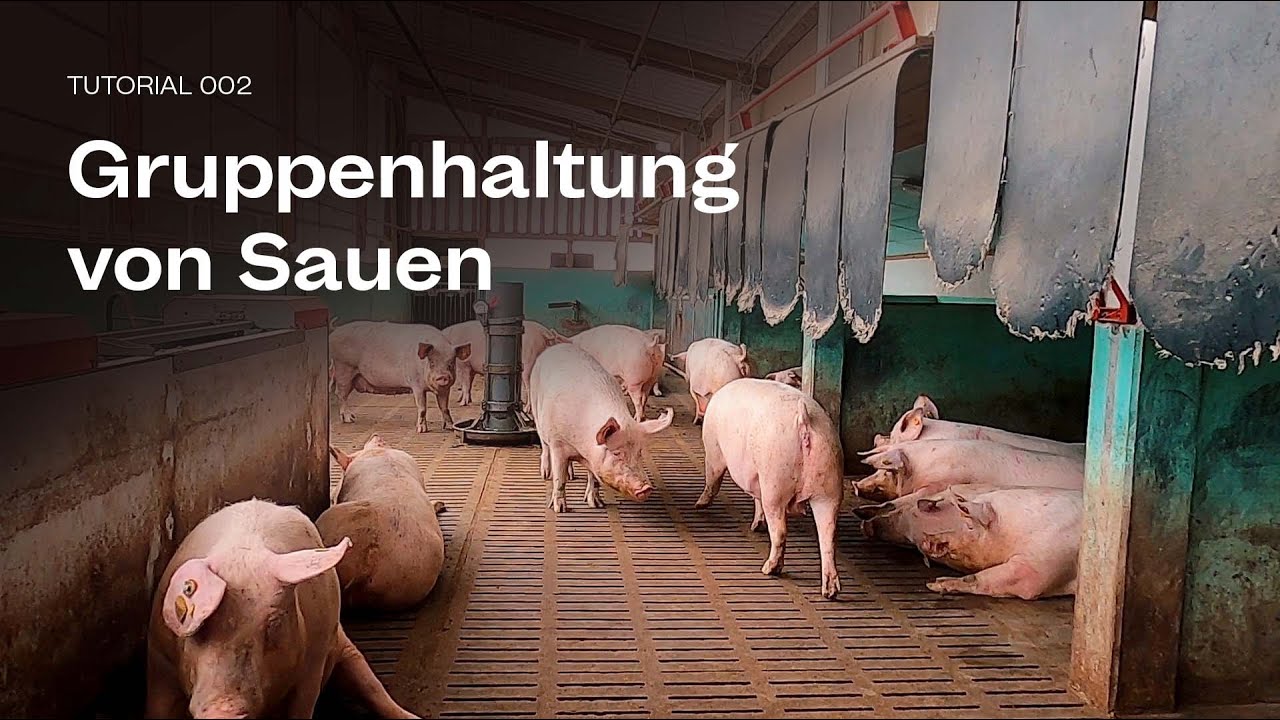 Tutorial 3: GRUPPENHALTUNG VON SAUEN