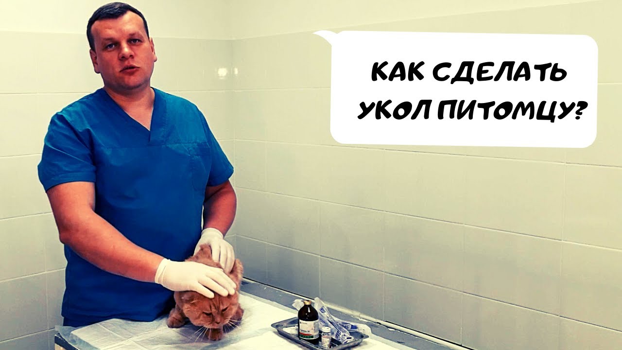 КАК СДЕЛАТЬ УКОЛ ПИТОМЦУ?