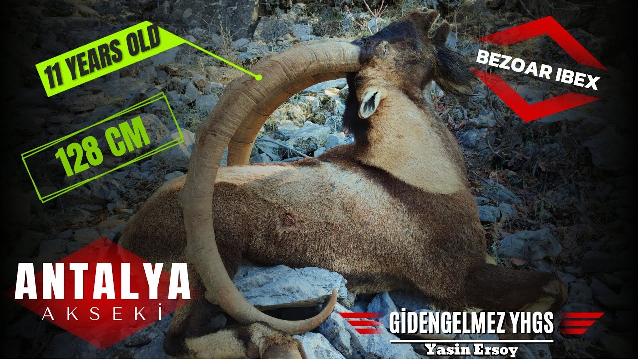 BEZOAR IBEX HUNTİNG İN TURKEY / ANTALYA / AKSEKİ / GİDENGELMEZ YHGS TEKE AVI 2023 - 2024