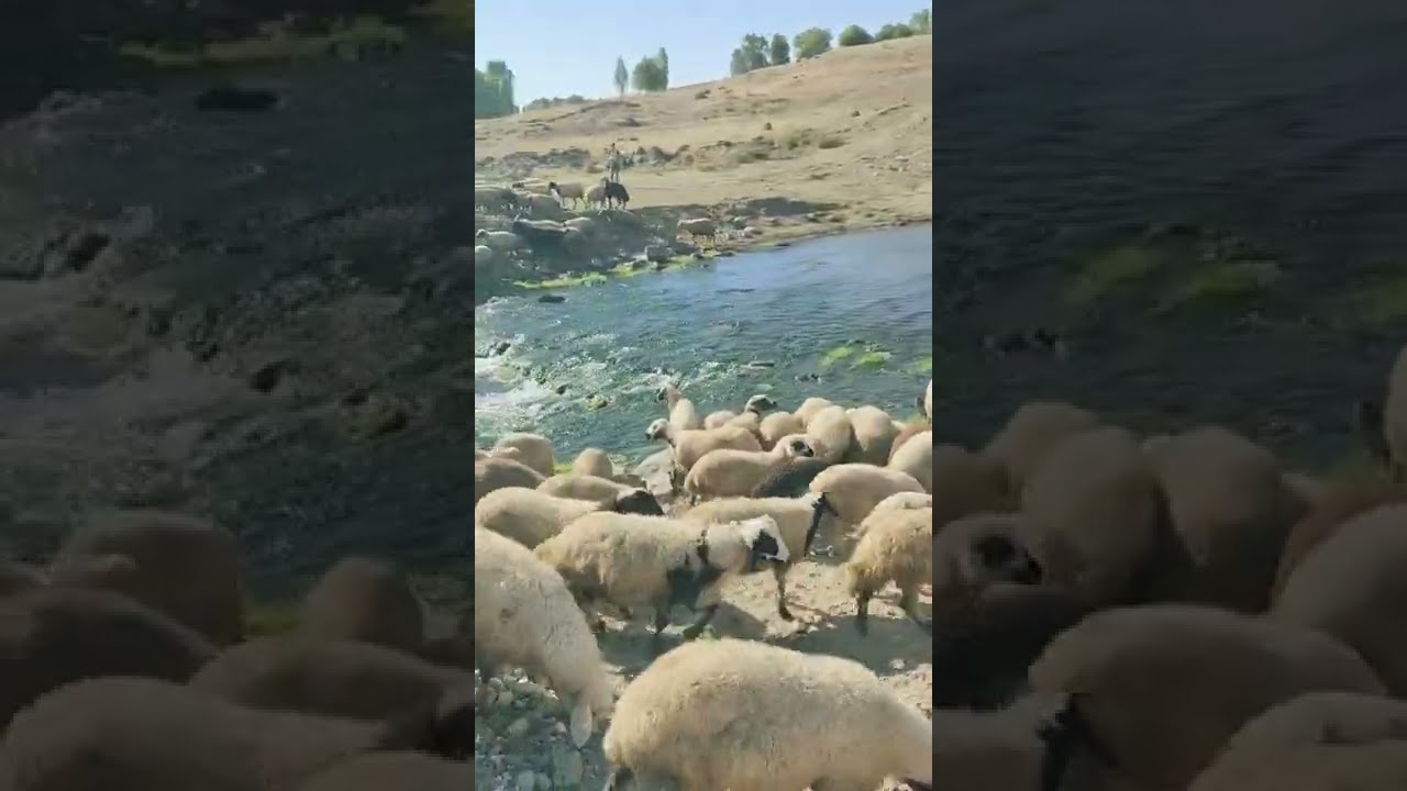 Kaval sesi koyunun suyla buluşması...