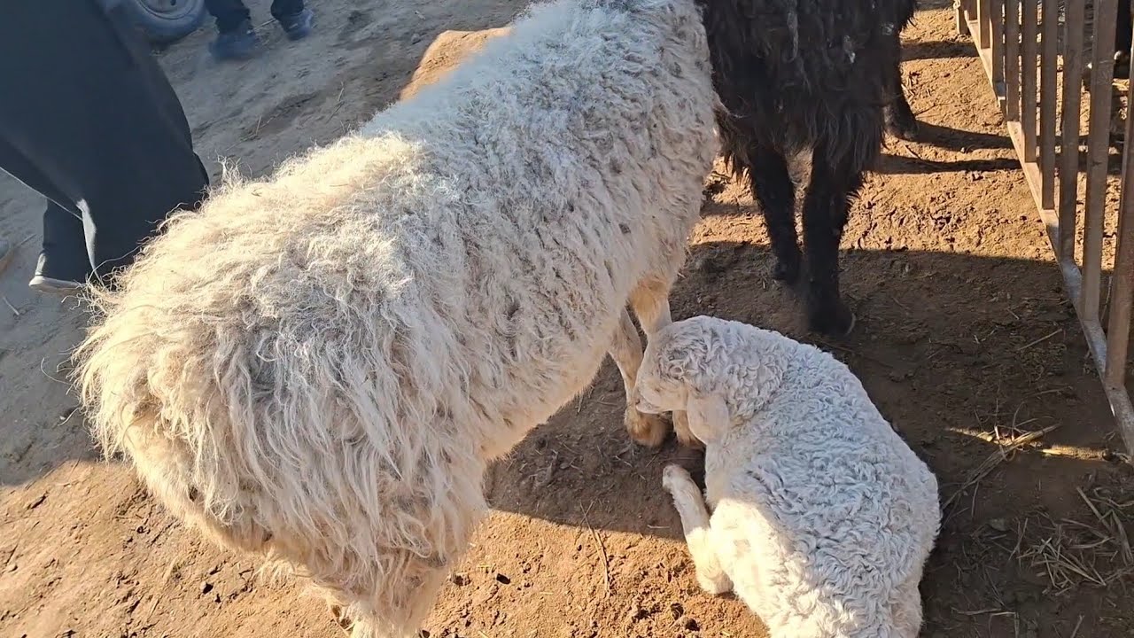 Хоразм богот кузидан кура эна бола куй олган макулирок 