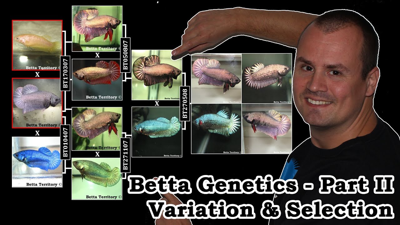 Part II: Betta Genetics - Variation & Selection