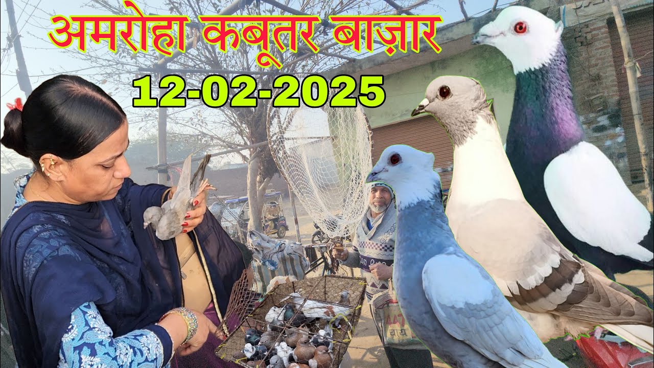 Amroha kabootar market 🕊️12-02-2025. अमरोहा कबूतर बाज़ार। Gola kabootar market
