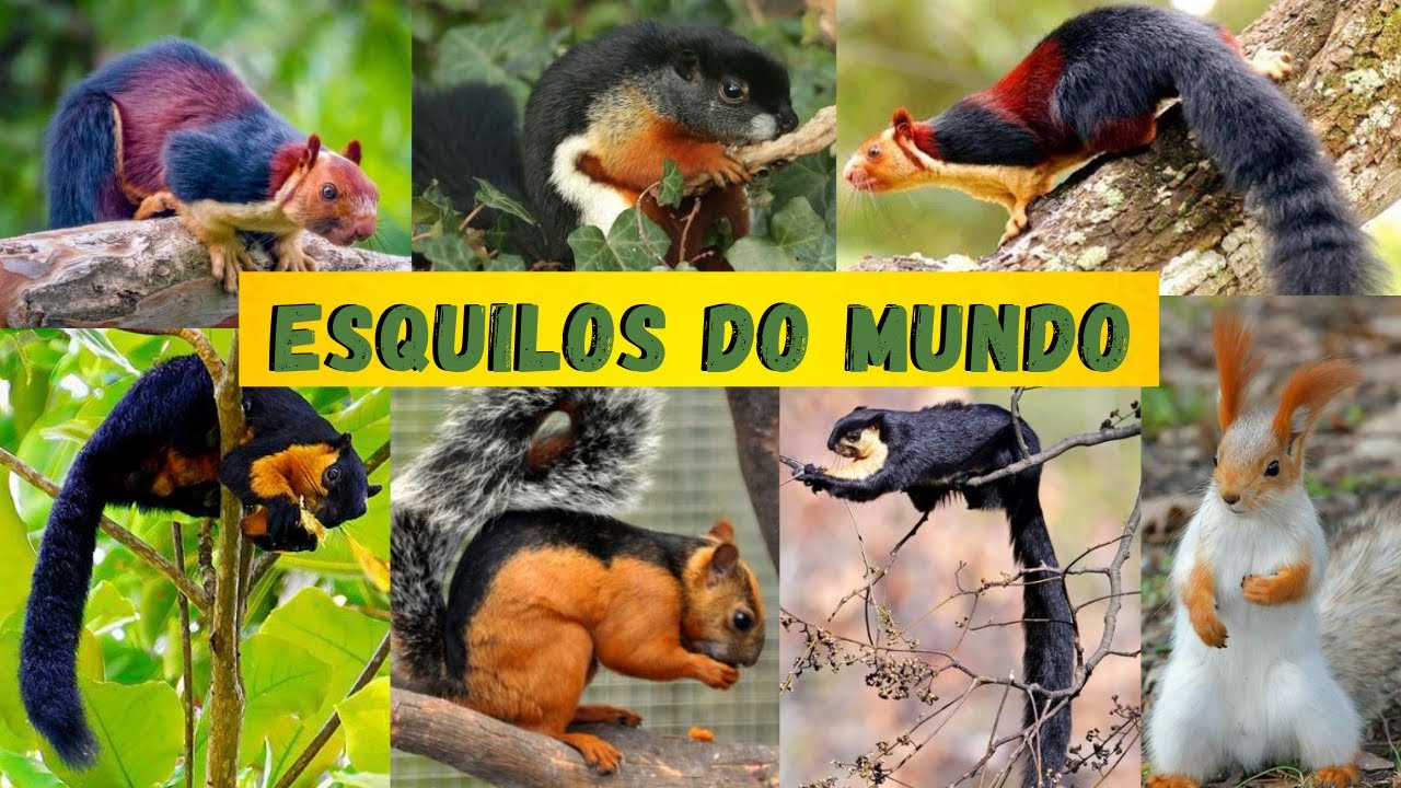 ESQUILO MAIOR QUE UMA CRIANÇA! ESQUILO VOADOR! ESQUILOS COLORIDOS E ATÉ ROXOS! MAIS DIFERENTES MUNDO