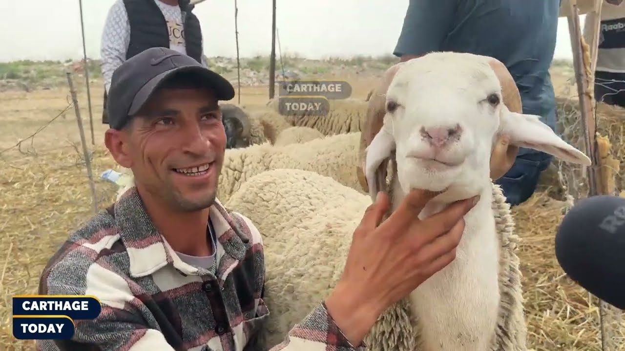 رحبة الكبارية : بركوس عمرو عامين طالب فيه 1800 دينار  🐑🐑🥩