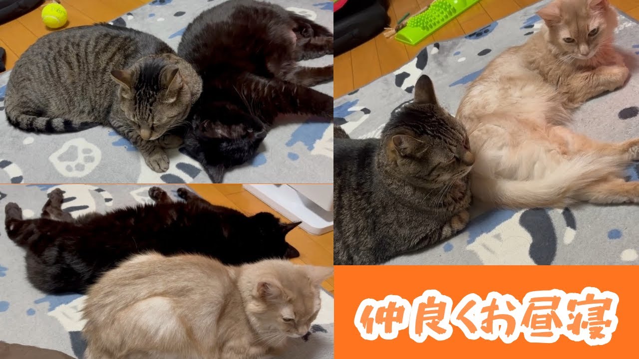 シニア猫達のお昼寝　#猫#黒猫#ソマリ#キジトラ