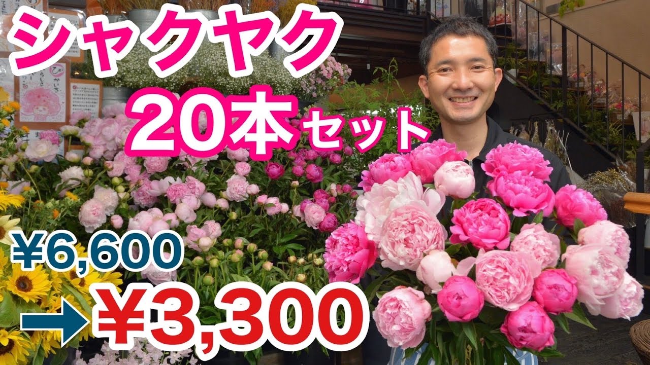 2025年 出るたびに完売❗️毎年恒例の初夏の香り【シャクヤク】【感謝セール‼️】 販売期間の短い旬の花です。数量限定で終了。