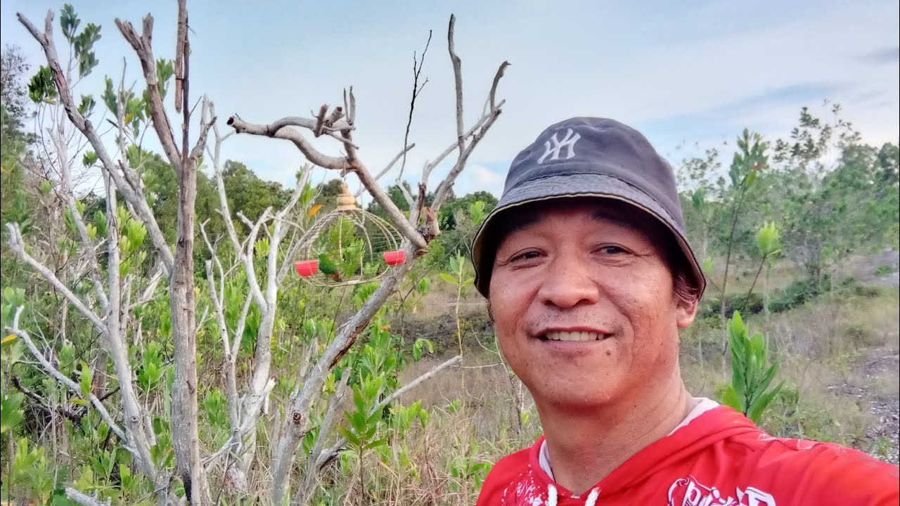 Kali ke 2 pikat c muda berhasil menapu tompinai.
