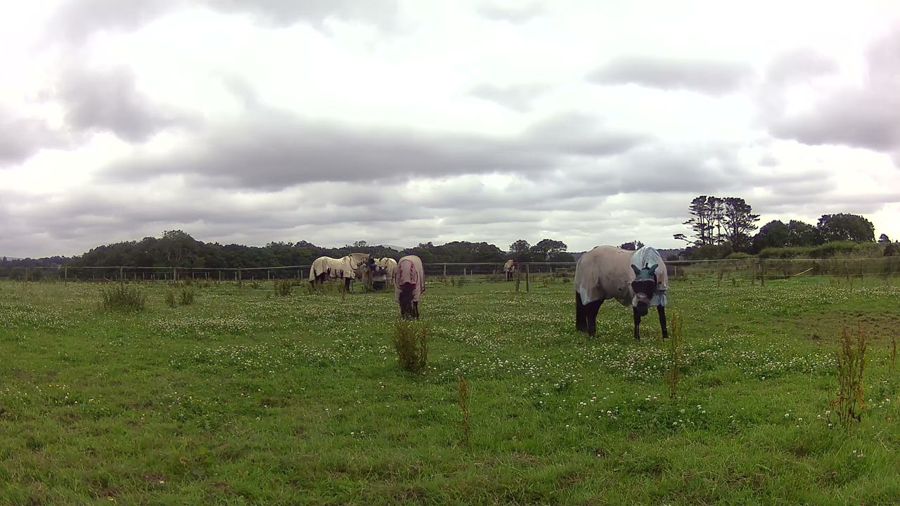 Daytime Calm 🖤 Friesian Horses Grazing Peacefully in the Sun  Le Friesians