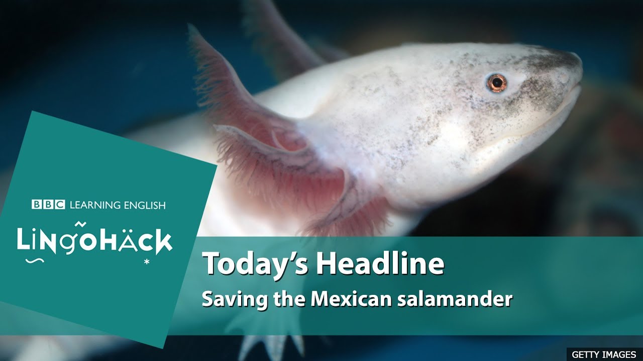 Key words and phrases: critically endangered, wiped out, rearing in captivity, sanctuary
