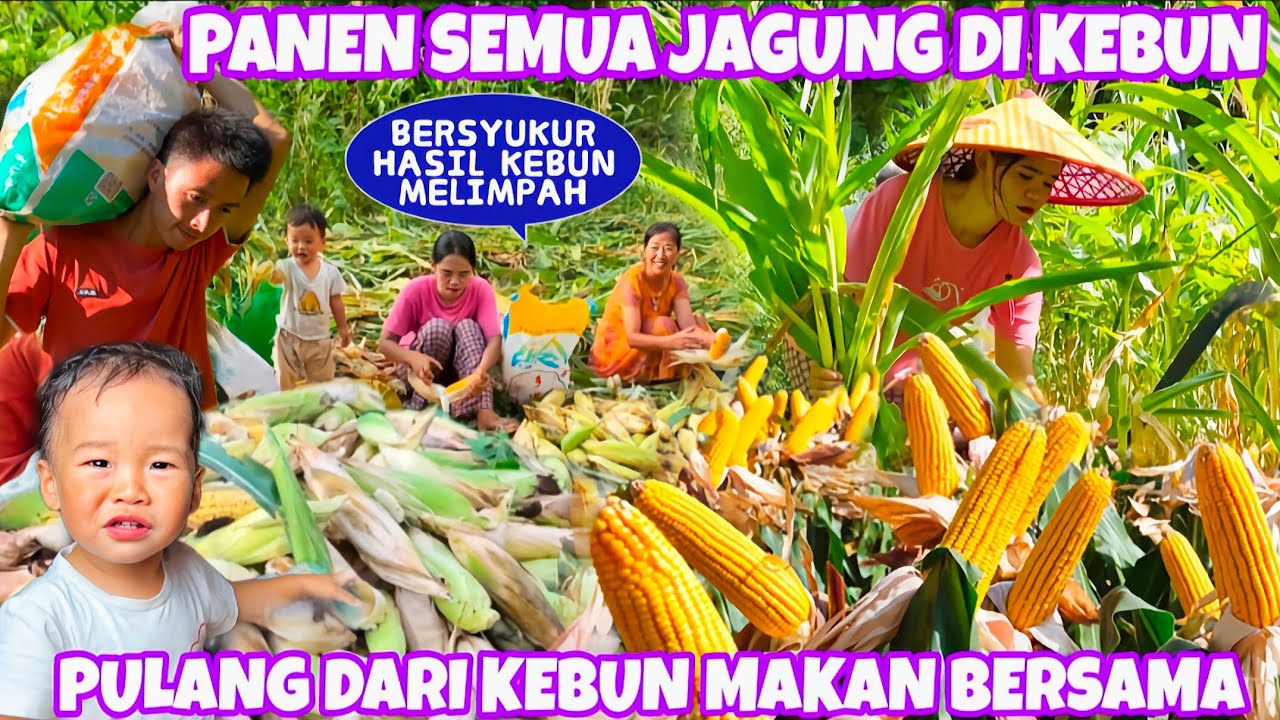 PANEN SEMUA JAGUNG DIKEBUN,HASILNYA BANYAK