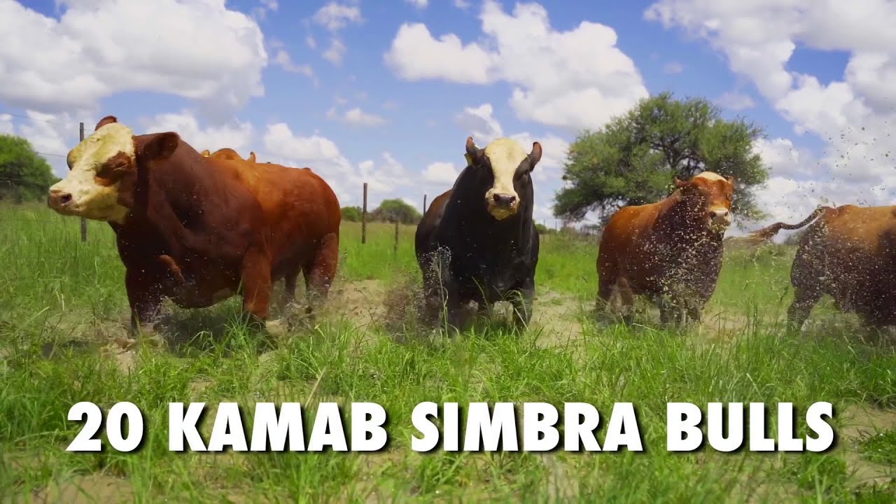 Kamab Simbra Central Select 2023