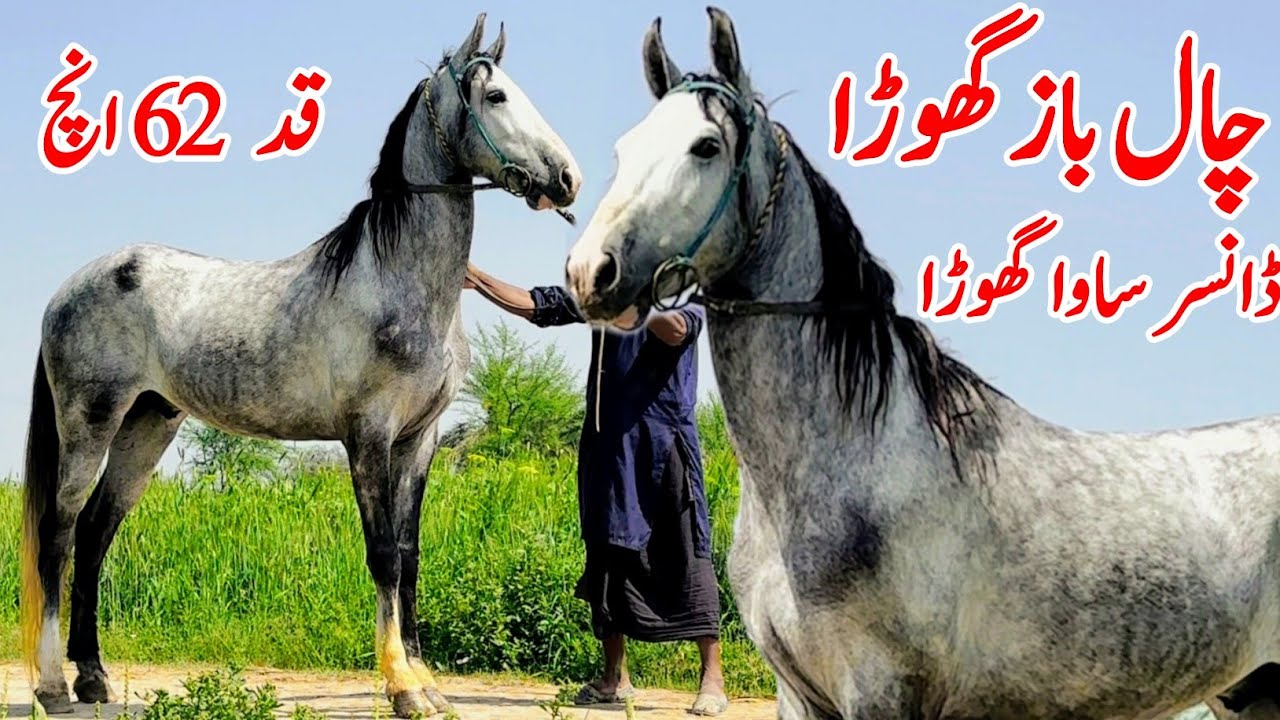 Horse For Sale In Punjab 🐎 2026 | Desi Horse Farm | Horse Market | Horse In Punjab 