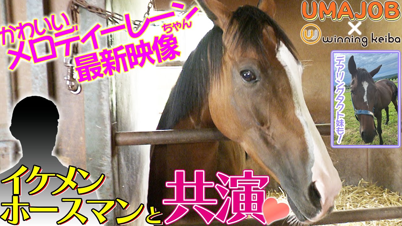 アイドルホース・メロディーレーンとイケメンホースマンが奇跡の共演！UMAJOBコラボSP