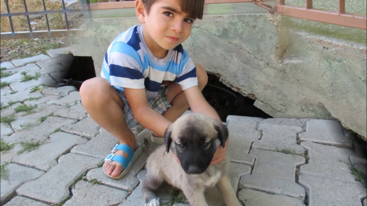 SARPUCA-36/2-  Hamurkesen K&ouml;y&uuml;-Karakocan-Elazig-2019