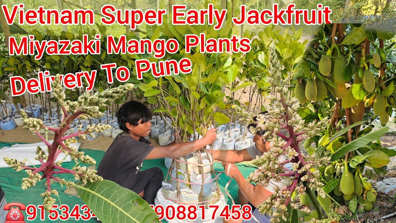 Miyazaki Mango Plants Available With Flowers 